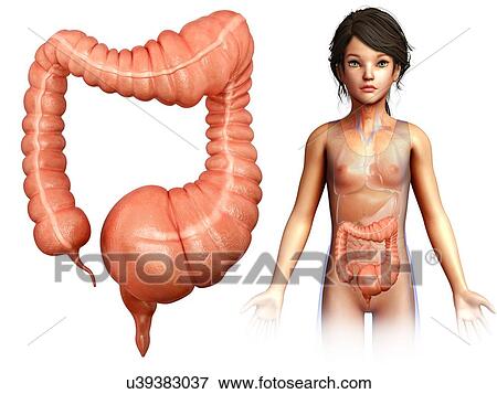 Child with mega colon, illustration View Large Photo Image Stock Photo - Child with mega colon, illustration. Fotosearch