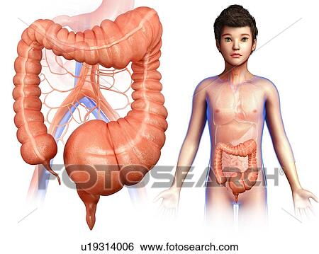 Child with mega colon, illustration View Large Photo Image Stock Photograph - Child with mega colon, illustration. Fotosearch