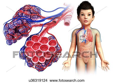 Picture - Child's alveoli and capillaries, illustration. Fotosearch