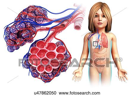 Child's alveoli and capillaries, illustration View Large Photo Image Stock Image - Child's alveoli and capillaries, illustration. Fotosearch