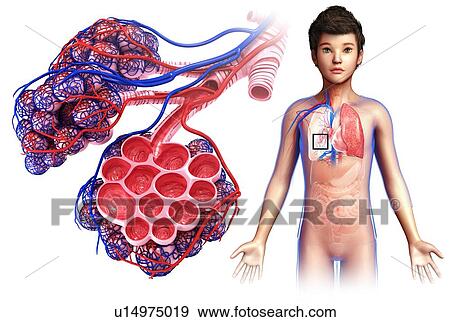 Stock Photo - Child's alveoli and capillaries, illustration. Fotosearch