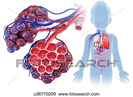 Stock Photo - Child's alveoli and capillaries, illustration. Fotosearch
