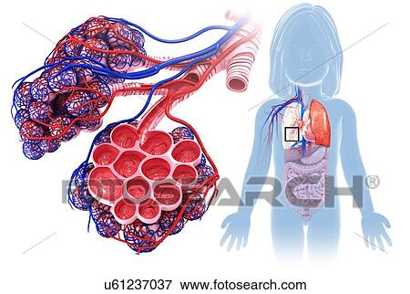 Stock Photo - Child's alveoli and capillaries, illustration. Fotosearch