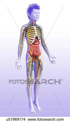 Picture - Child's anatomy, illustration. Fotosearch