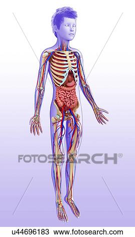 Child's anatomy, illustration View Large Photo Image Stock Image - Child's anatomy, illustration. Fotosearch