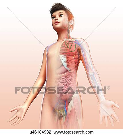 Stock Image - Child's anatomy, illustration. Fotosearch