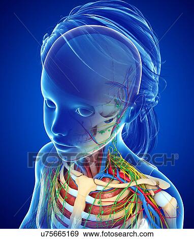 Child's anatomy, illustration View Large Photo Image Stock Photo - Child's anatomy, illustration. Fotosearch