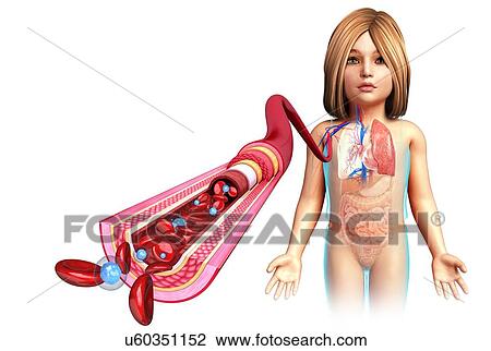 Stock Image - Child's artery anatomy, illustration. Fotosearch