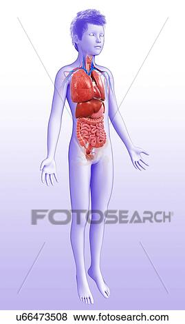 Stock Photo - Child's body organs, illustration. Fotosearch