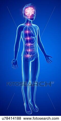 Stock Photo - Child's brain activity, illustration. Fotosearch