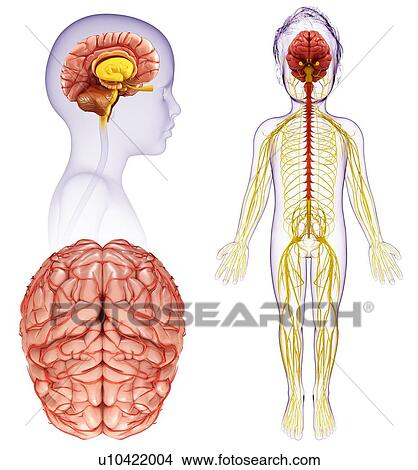 Picture - Child's brain anatomy, illustration. Fotosearch