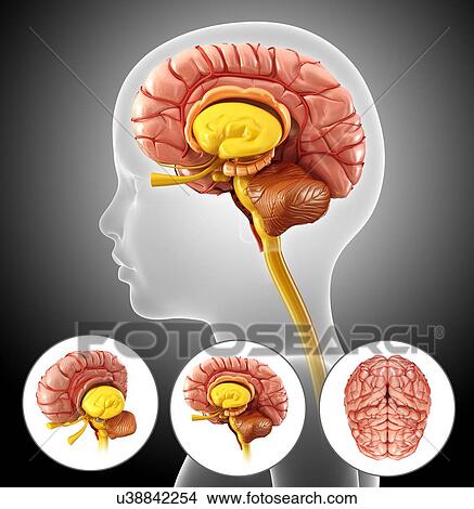 Picture - Child's brain anatomy, illustration. Fotosearch