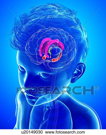 Stock Image - Child's brain anatomy, illustration. Fotosearch