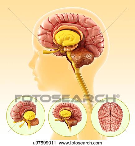 Stock Image - Child's brain anatomy, illustration. Fotosearch