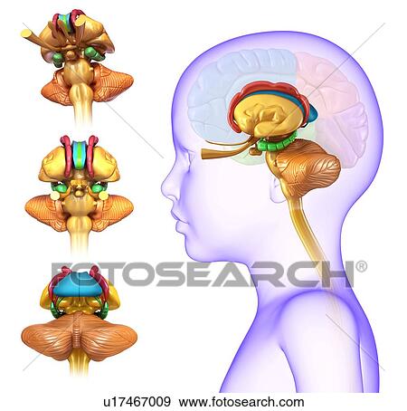 Child's brain anatomy, illustration View Large Photo Image Stock Photo - Child's brain anatomy, illustration. Fotosearch