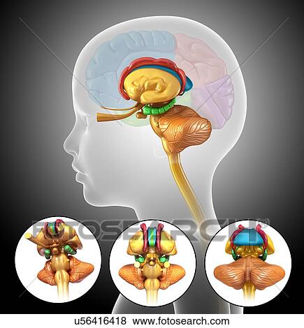 Child's brain anatomy, illustration View Large Photo Image Stock Photo - Child's brain anatomy, illustration. Fotosearch