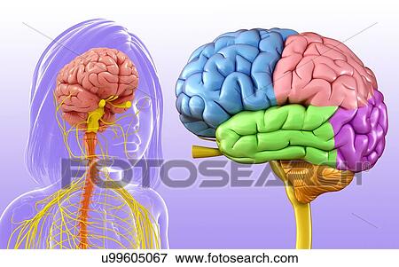 Stock Photo - Child's brain anatomy, illustration. Fotosearch