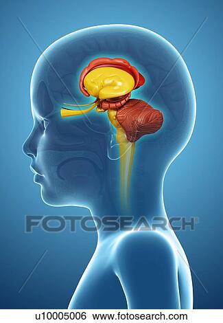 Stock Photograph - Child's brain anatomy, illustration. Fotosearch