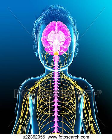 Child's brain and spinal cord, illustration View Large Photo Image Stock Photography - Child's brain and spinal cord, illustration. Fotosearch