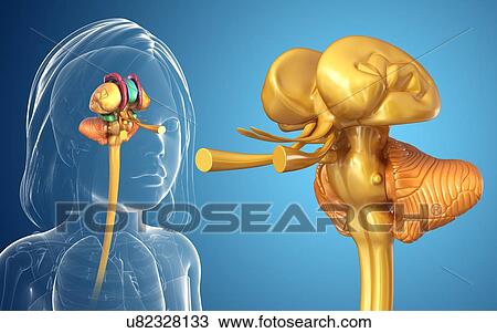 Child's brain structures, illustration View Large Photo Image Stock Image - Child's brain structures, illustration. Fotosearch