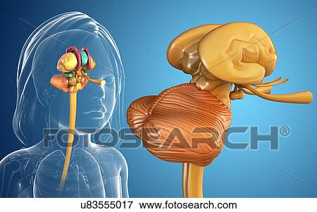 Child's brain structures, illustration View Large Photo Image Stock Photo - Child's brain structures, illustration. Fotosearch