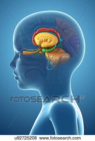 Stock Photo - Child's brain structures, illustration. Fotosearch