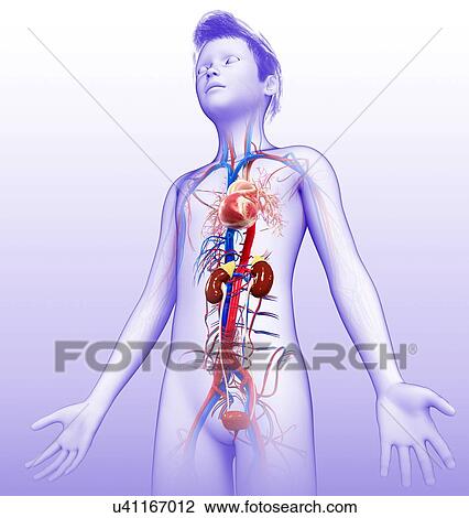 Stock Image - Child's circulatory system, illustration. Fotosearch