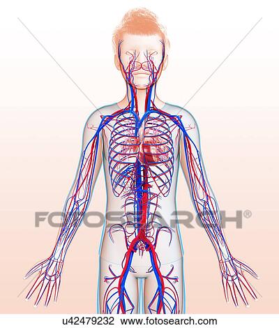 Child's circulatory system, illustration View Large Photo Image Stock Image - Child's circulatory system, illustration. Fotosearch