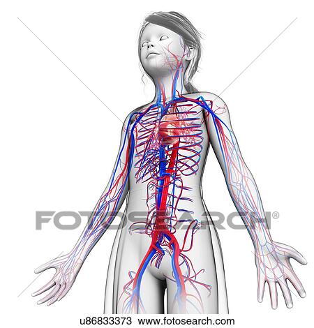 Stock Image - Child's circulatory system, illustration. Fotosearch