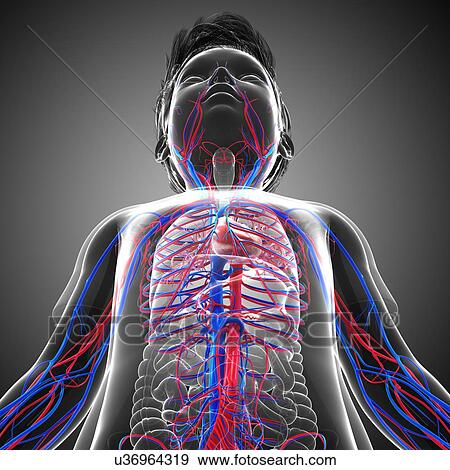 Child's circulatory system, illustration View Large Photo Image Stock Photo - Child's circulatory system, illustration. Fotosearch