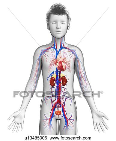 Stock Photograph - Child's circulatory system, illustration. Fotosearch