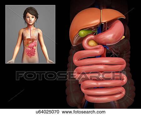 Child's digestive system, illustration View Large Photo Image Stock Image - Child's digestive system, illustration. Fotosearch