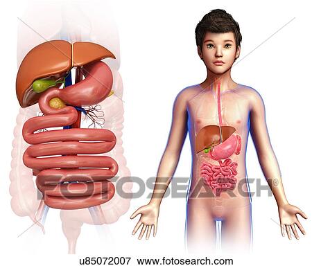 Child's digestive system, illustration View Large Photo Image Stock Photo - Child's digestive system, illustration. Fotosearch
