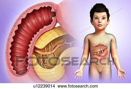 Picture - Child's duodenum and pancreas, illustration. Fotosearch