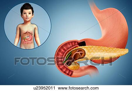 Stock Image - Child's duodenum and pancreas, illustration. Fotosearch