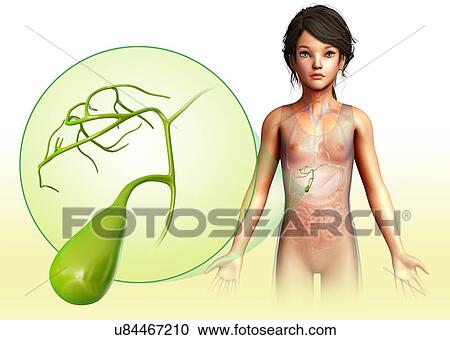 Stock Image - Child's gallbladder, illustration. Fotosearch