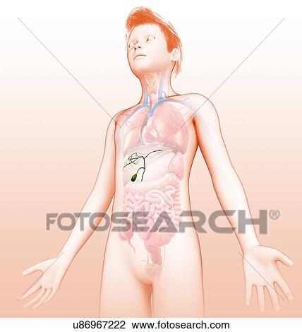 Child's gallbladder, illustration View Large Photo Image Stock Image - Child's gallbladder, illustration. Fotosearch