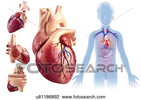 Child's heart anatomy, illustration View Large Photo Image Stock Image - Child's heart anatomy, illustration. Fotosearch