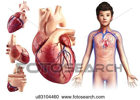 Stock Image - Child's heart anatomy, illustration. Fotosearch