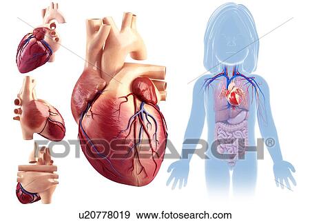 Child's heart anatomy, illustration View Large Photo Image Stock Photo - Child's heart anatomy, illustration. Fotosearch