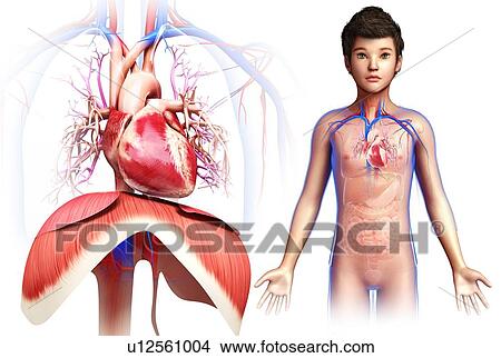 Child's heart and diaphragm, illustration View Large Photo Image Picture - Child's heart and diaphragm, illustration. Fotosearch