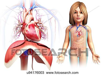 Child's heart and diaphragm, illustration View Large Photo Image Stock Image - Child's heart and diaphragm, illustration. Fotosearch