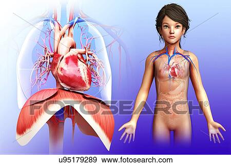 Stock Photo - Child's heart and diaphragm, illustration. Fotosearch