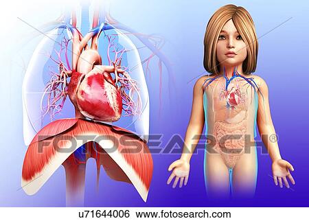 Stock Photograph - Child's heart and diaphragm, illustration. Fotosearch
