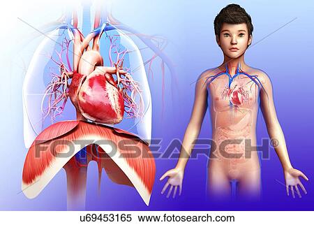 Stock Photography - Child's heart and diaphragm, illustration. Fotosearch