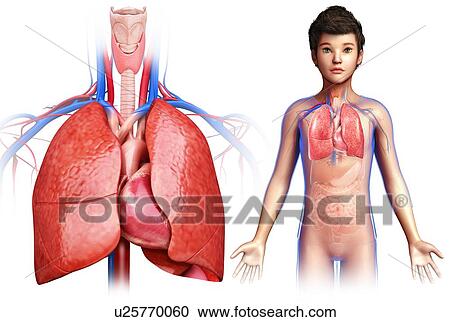 Stock Image - Child's heart and lungs, illustration. Fotosearch