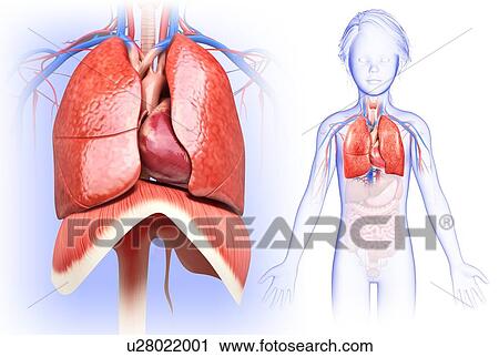 Stock Image - Child's heart and lungs, illustration. Fotosearch