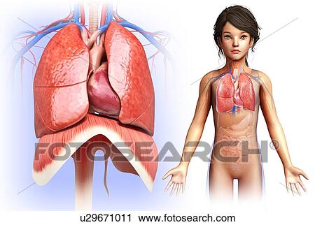 Child's heart and lungs, illustration View Large Photo Image Stock Image - Child's heart and lungs, illustration. Fotosearch