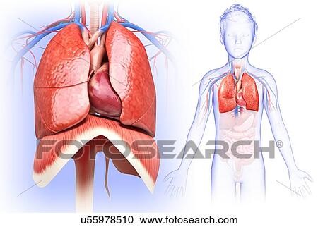 Stock Image - Child's heart and lungs, illustration. Fotosearch