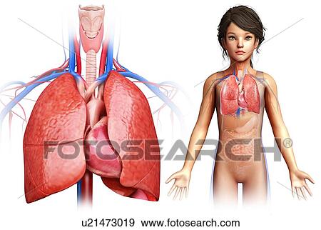 Stock Photo - Child's heart and lungs, illustration. Fotosearch